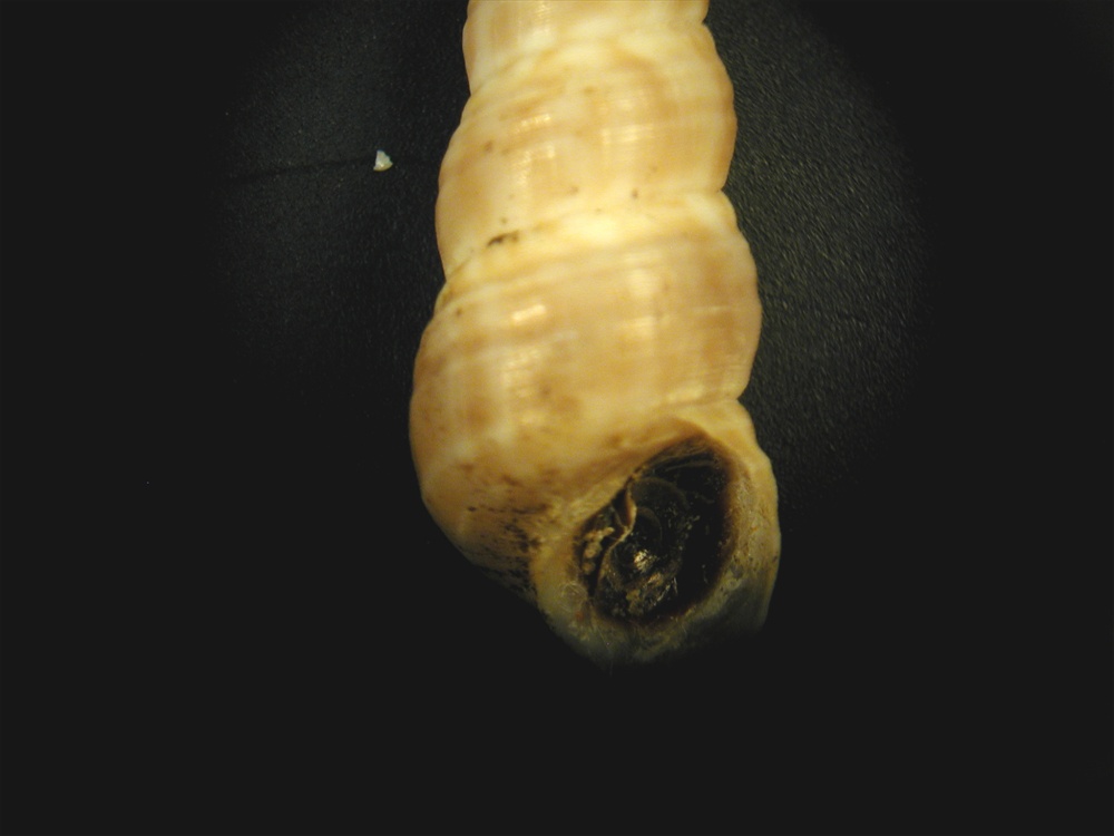 Mesalia mesal e Mesalia  brevialis?